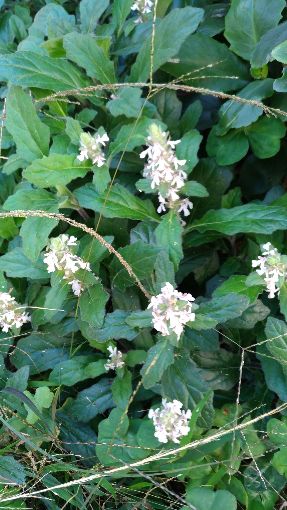 Image of Ajuga nipponensis Makino