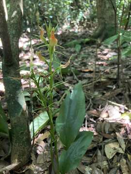 Image of Lily-leaf Orchid