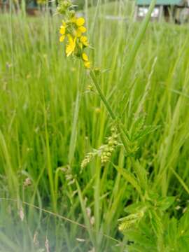 Agrimonia eupatoria subsp. asiatica (Juz.) Skalicky的圖片