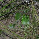 Image of Gerbera wrightii Harv.