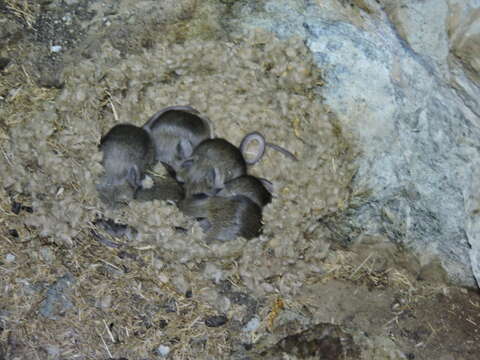 Image of Darwin's Leaf-eared Mouse