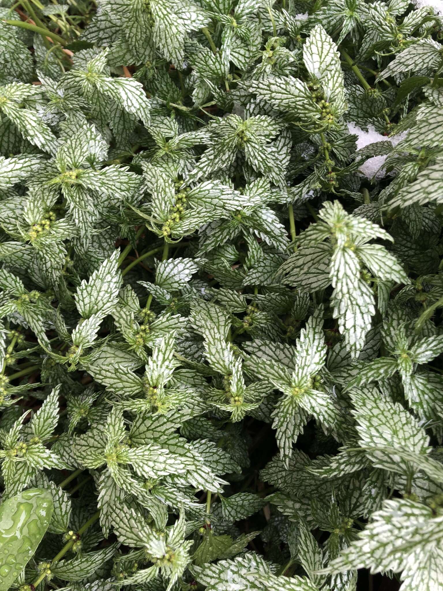 Image of Lamium galeobdolon subsp. flavidum (F. Herm.) Á. Löve & D. Löve