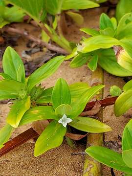 Image of Seaside Buttonweed