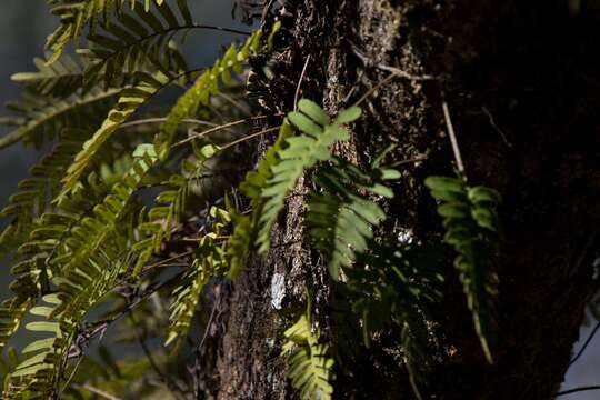 Image de Pleopeltis michauxiana (Weath.) Hickey & Sprunt