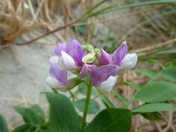 Image of beach pea