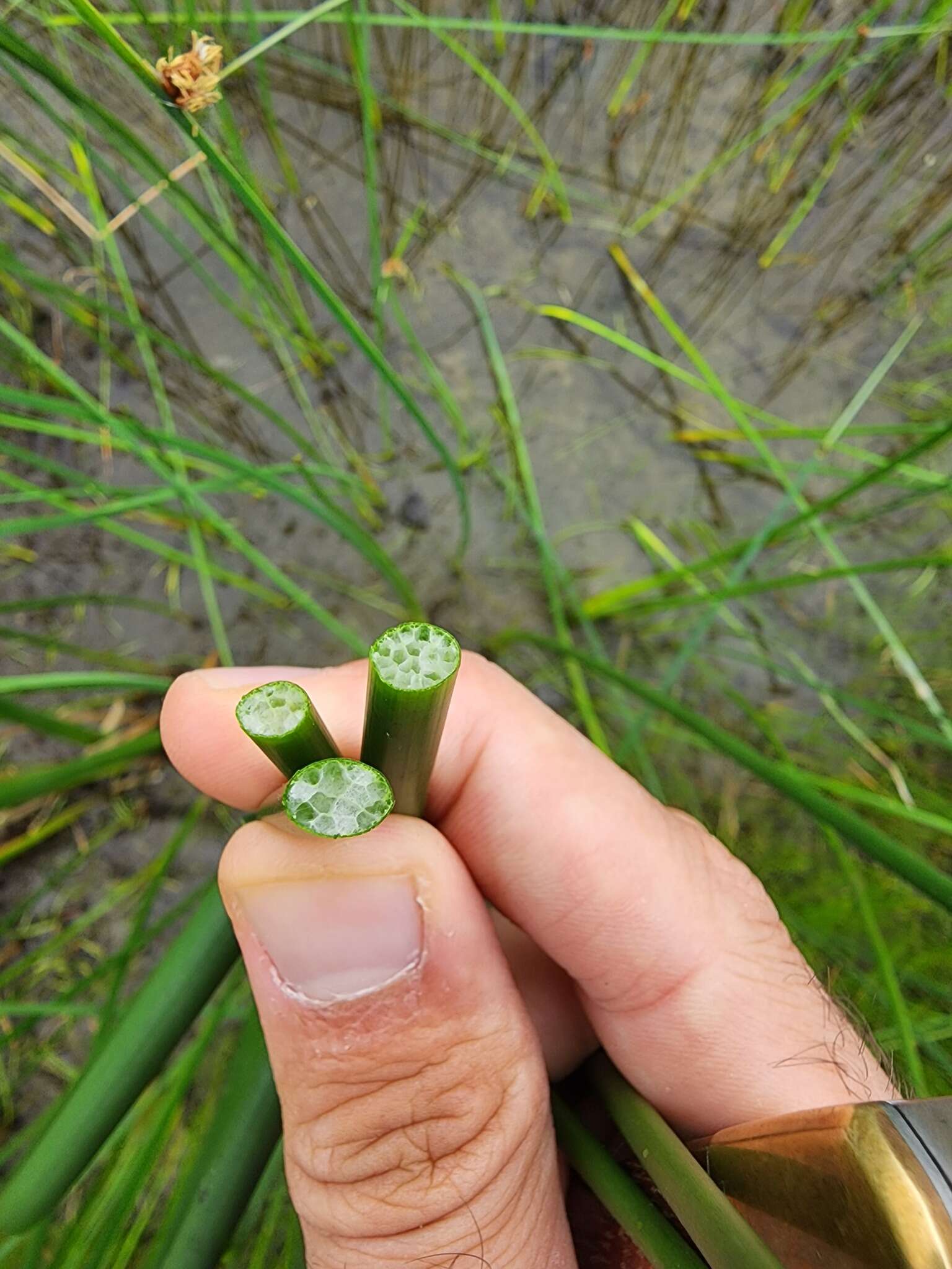 Image of slender bulrush