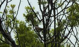 Image of Western Orphean Warbler