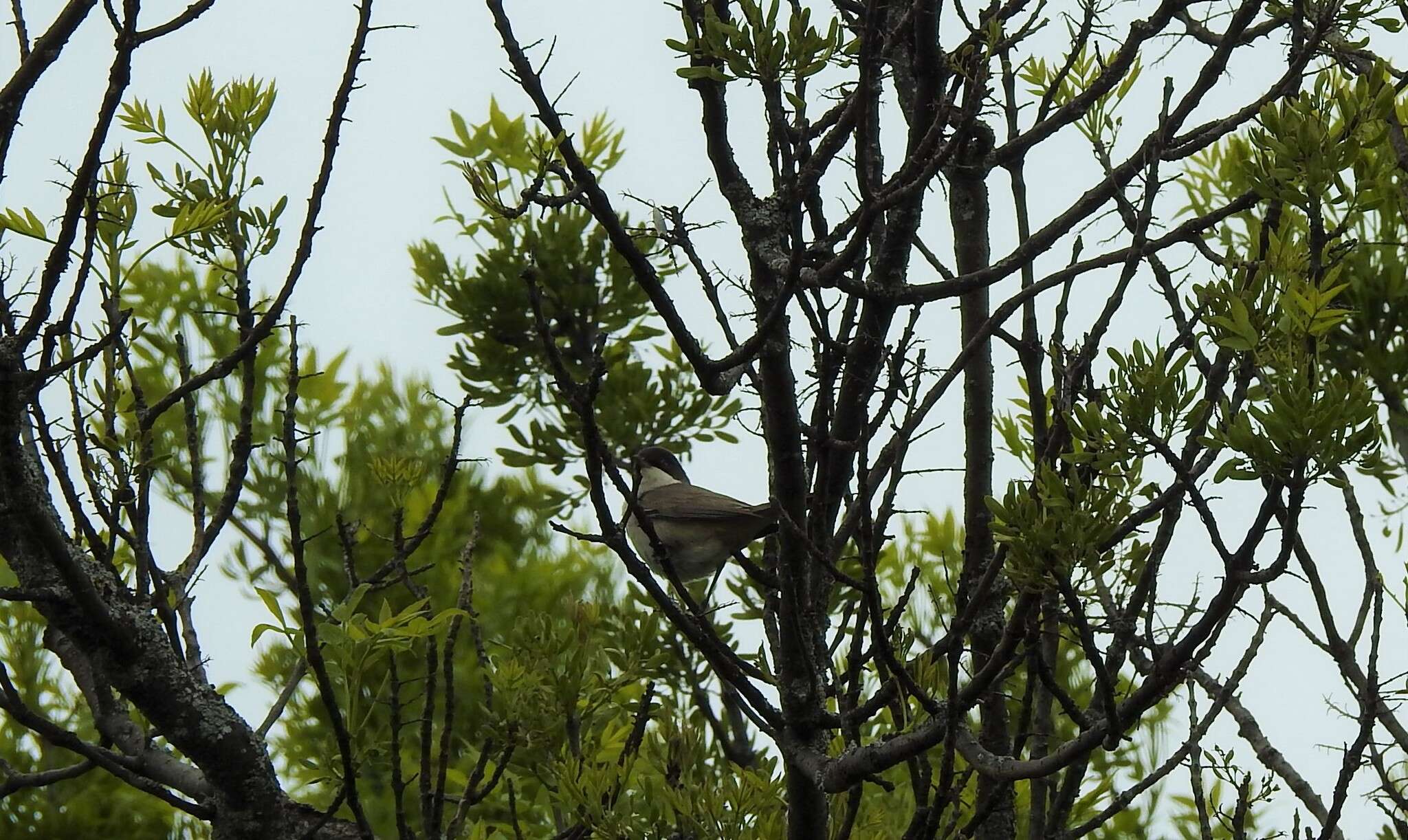 Image of Western Orphean Warbler