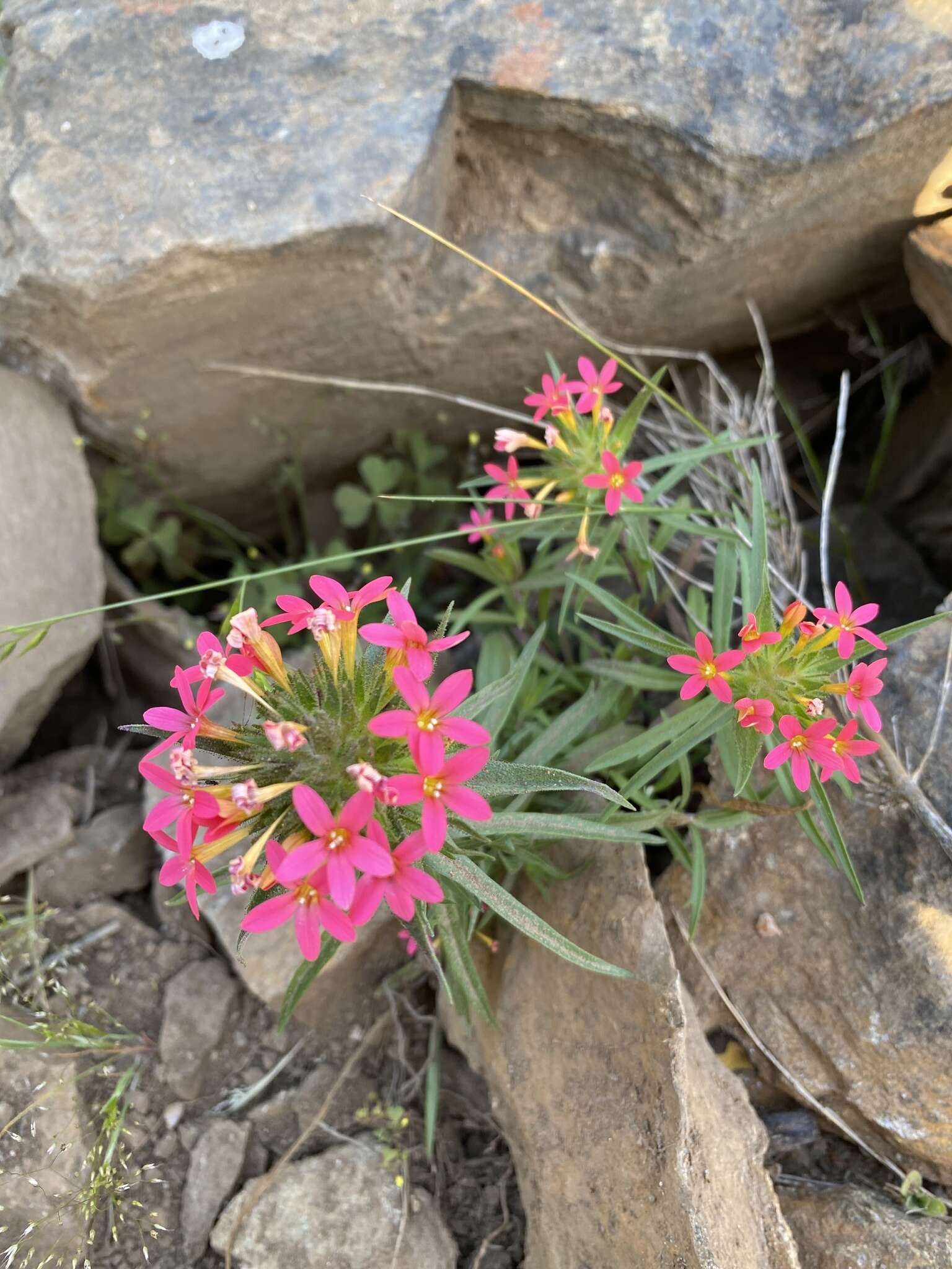 صورة Collomia biflora (Ruiz & Pav.) A. Brand