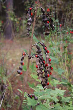 Слика од Erythrina herbacea L.