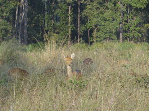 Image of Swamp Deer