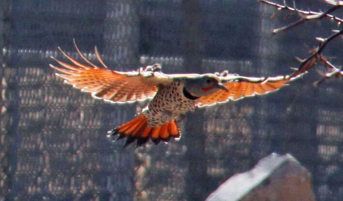 Image of Colaptes auratus cafer (Gmelin & JF 1788)