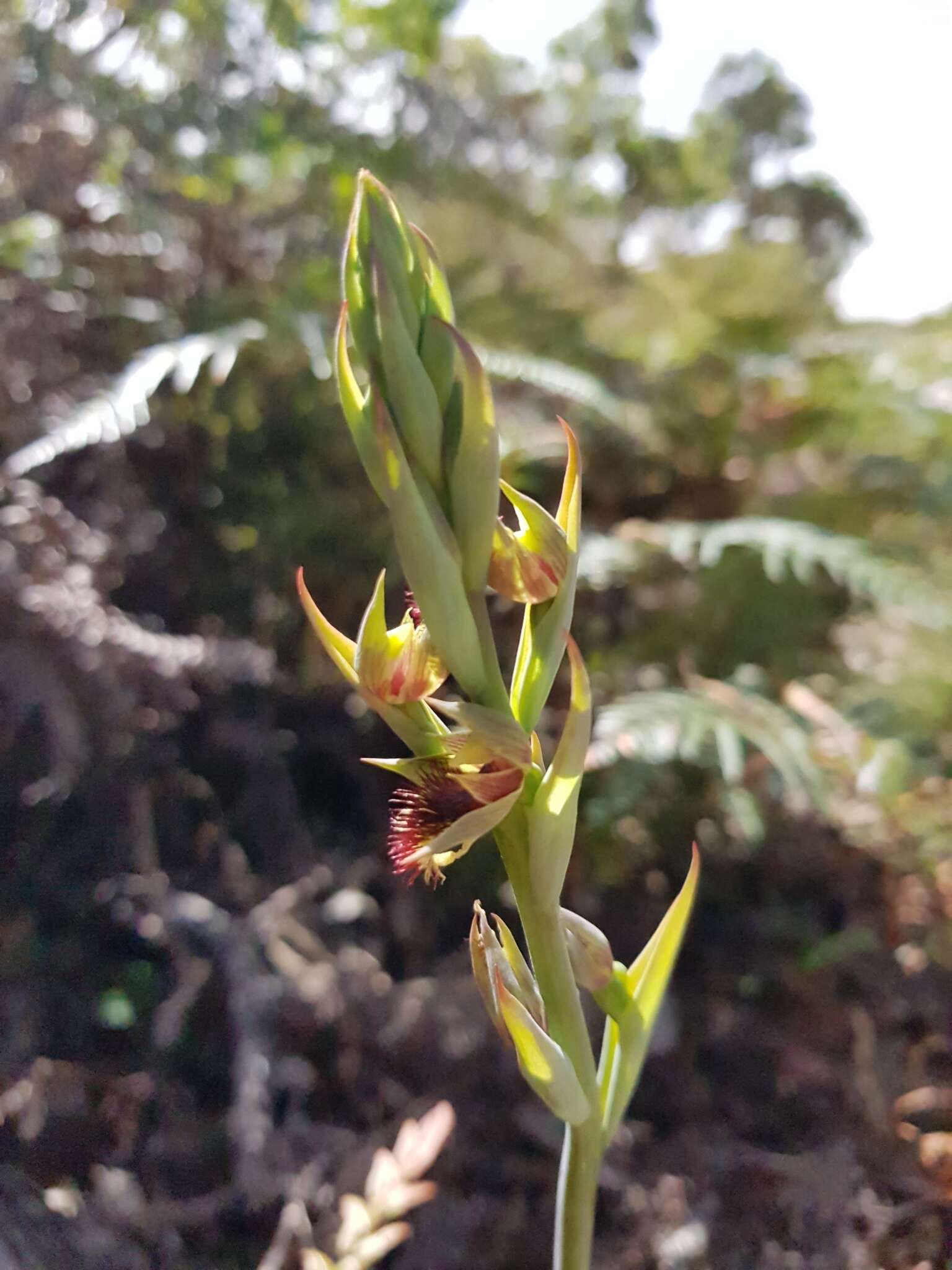 Imagem de Calochilus campestris R. Br.