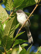 Image of Apalis melanocephala adjacens Clancey 1969