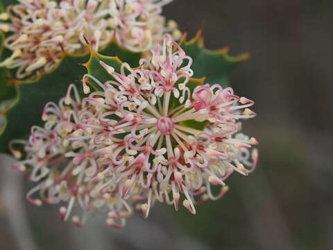 Image de Hakea amplexicaulis R. Br.