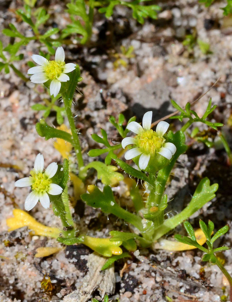 Plancia ëd Brachyscome goniocarpa Sond. & F. Müll.