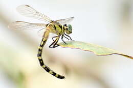 Image of Microgomphus torquatus (Selys 1854)