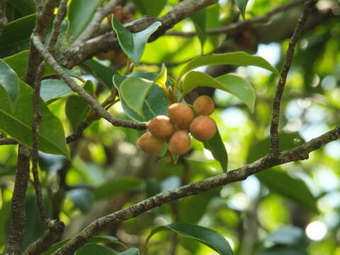 Magnolia nilagirica (Zenker) Figlar的圖片