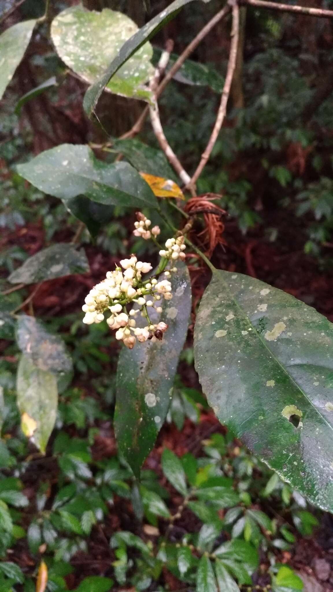 Imagem de Staphylea formosana (Nakai) Byng & Christenh.