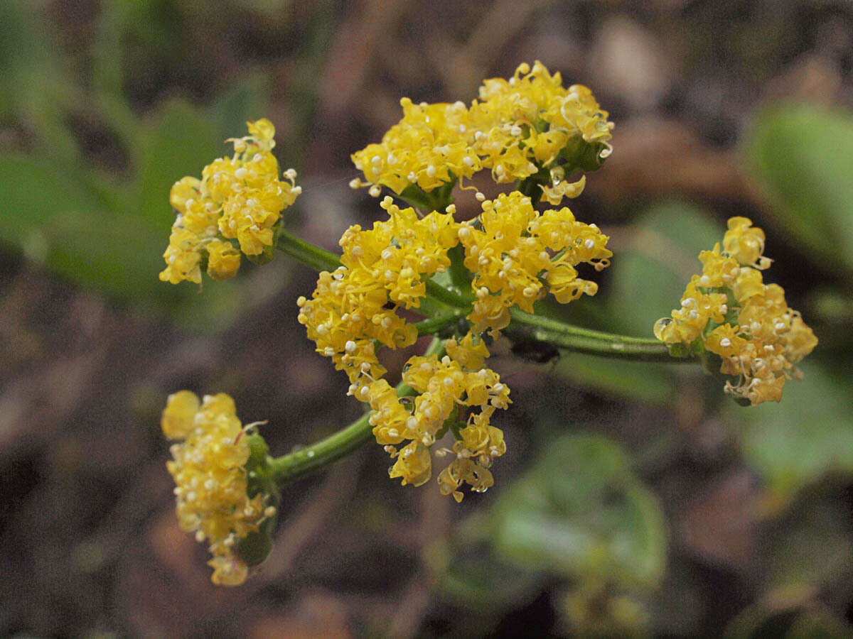 Image de Tauschia stricklandii (Coult. & Rose) Mathias & Constance