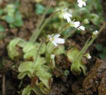 Image of Pinguicula crenatiloba DC.