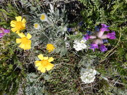 Image of boreal locoweed