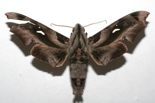 539.blspb 07 srnp 107323 dhj617287 1190231568 jpg.580x360