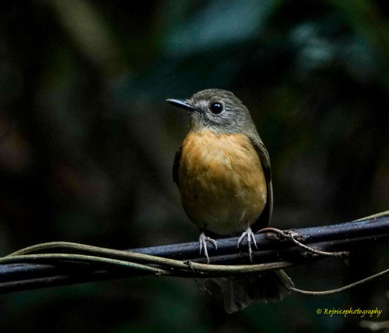 Image of Pale-chinned Blue Flycatcher