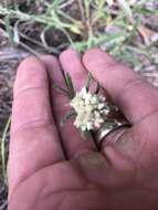 Image of white cudweed
