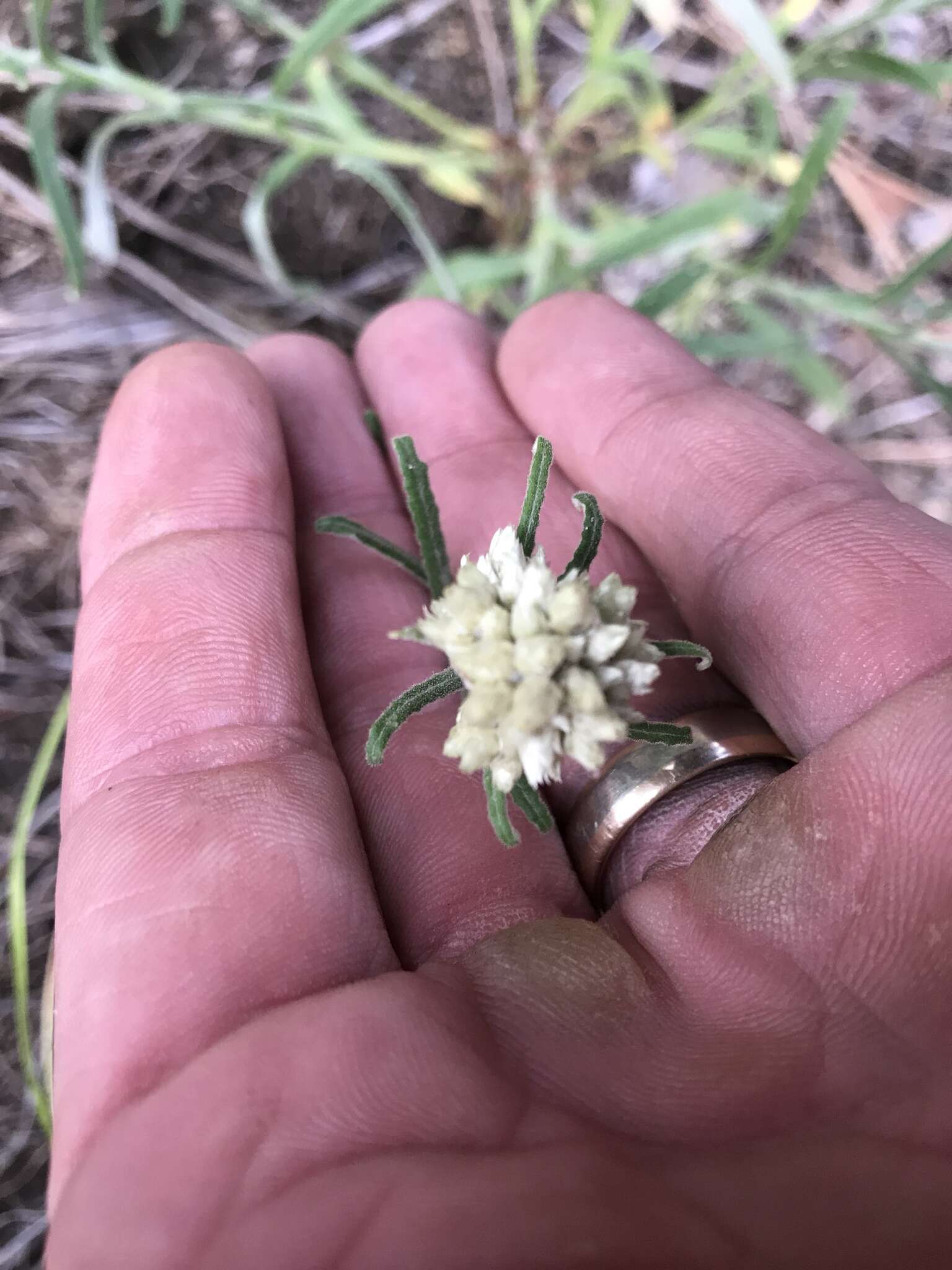 Image of white cudweed