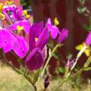 Centaurium grandiflorum subsp. boissieri (Willk.) Z. Díaz resmi