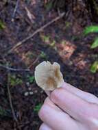 Image of Entoloma cetratum (Fr.) M. M. Moser 1978