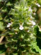 Image of Teucrium lamiifolium d'Urv.