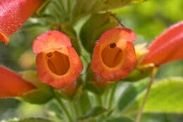 Image of Sinningia incarnata (Aubl.) Denham