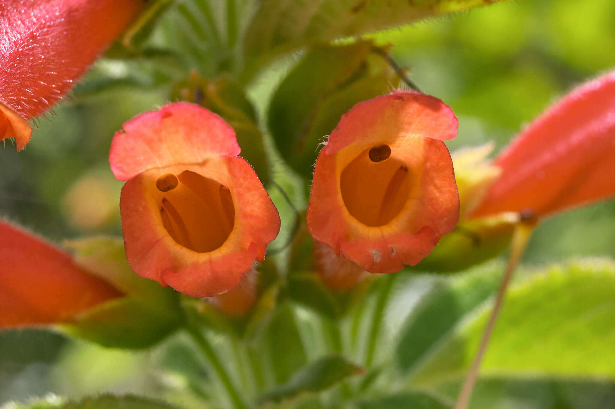 Image of Sinningia incarnata (Aubl.) Denham