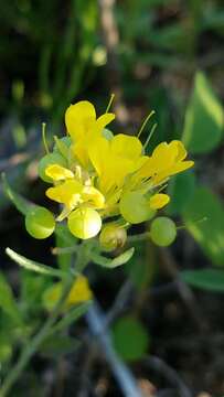 Image of denseflower bladderpod