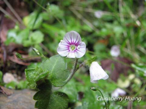 Image of Veronica oligosperma Hayata