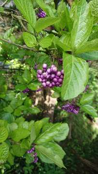 Image of Japanese callicarpa