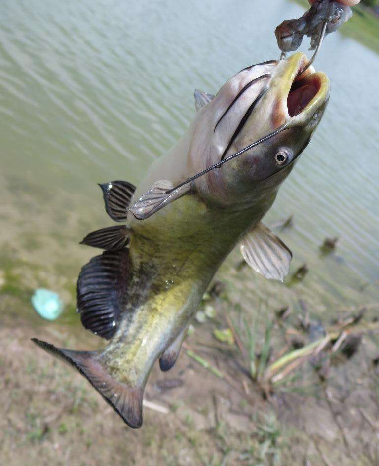 Image of Black Bullhead