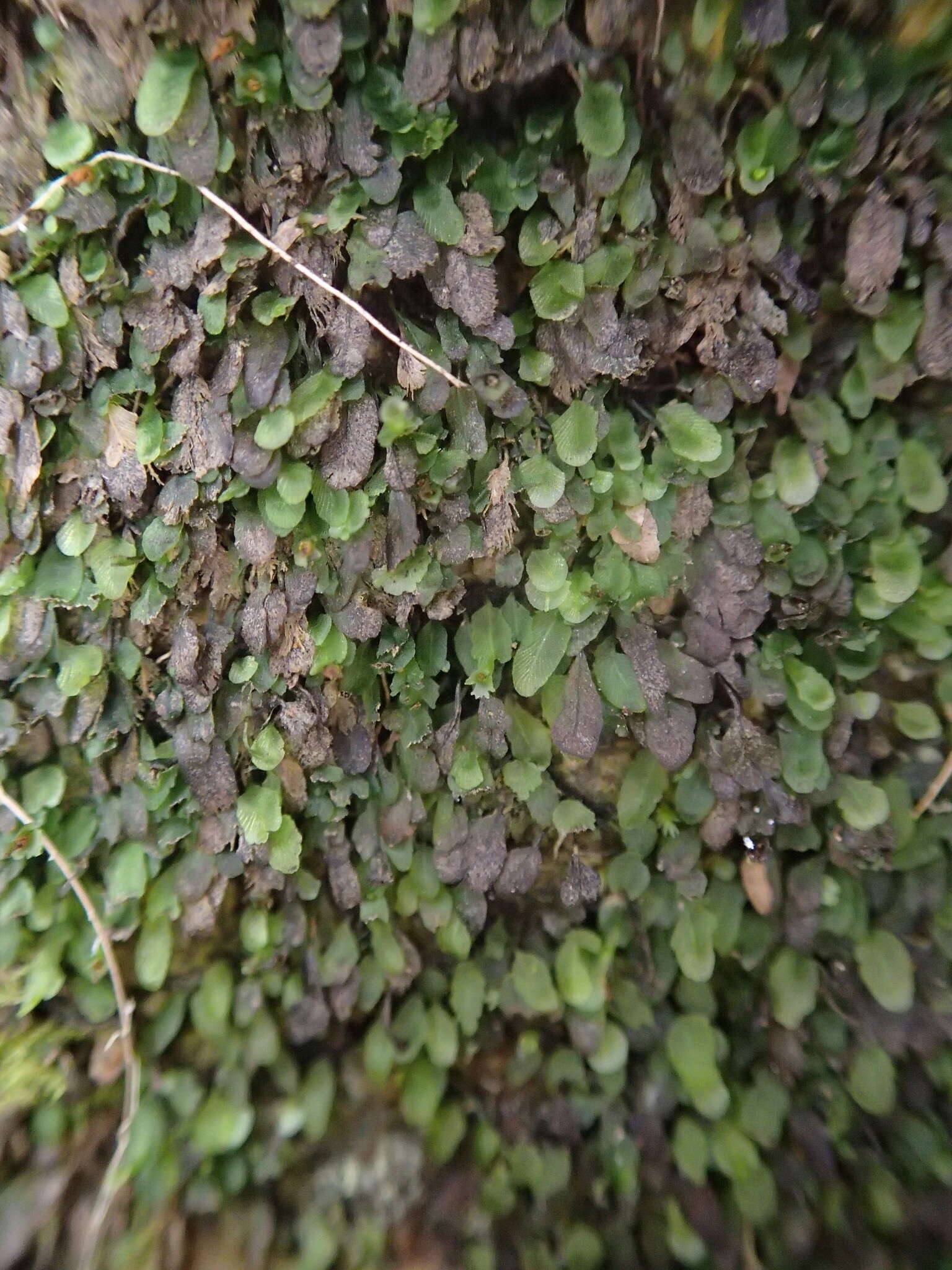 Image of Didymoglossum beaverianum Senterre & Rouhan