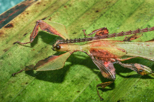 Image of Pulchriphyllium agathyrsus (Gray 1843)