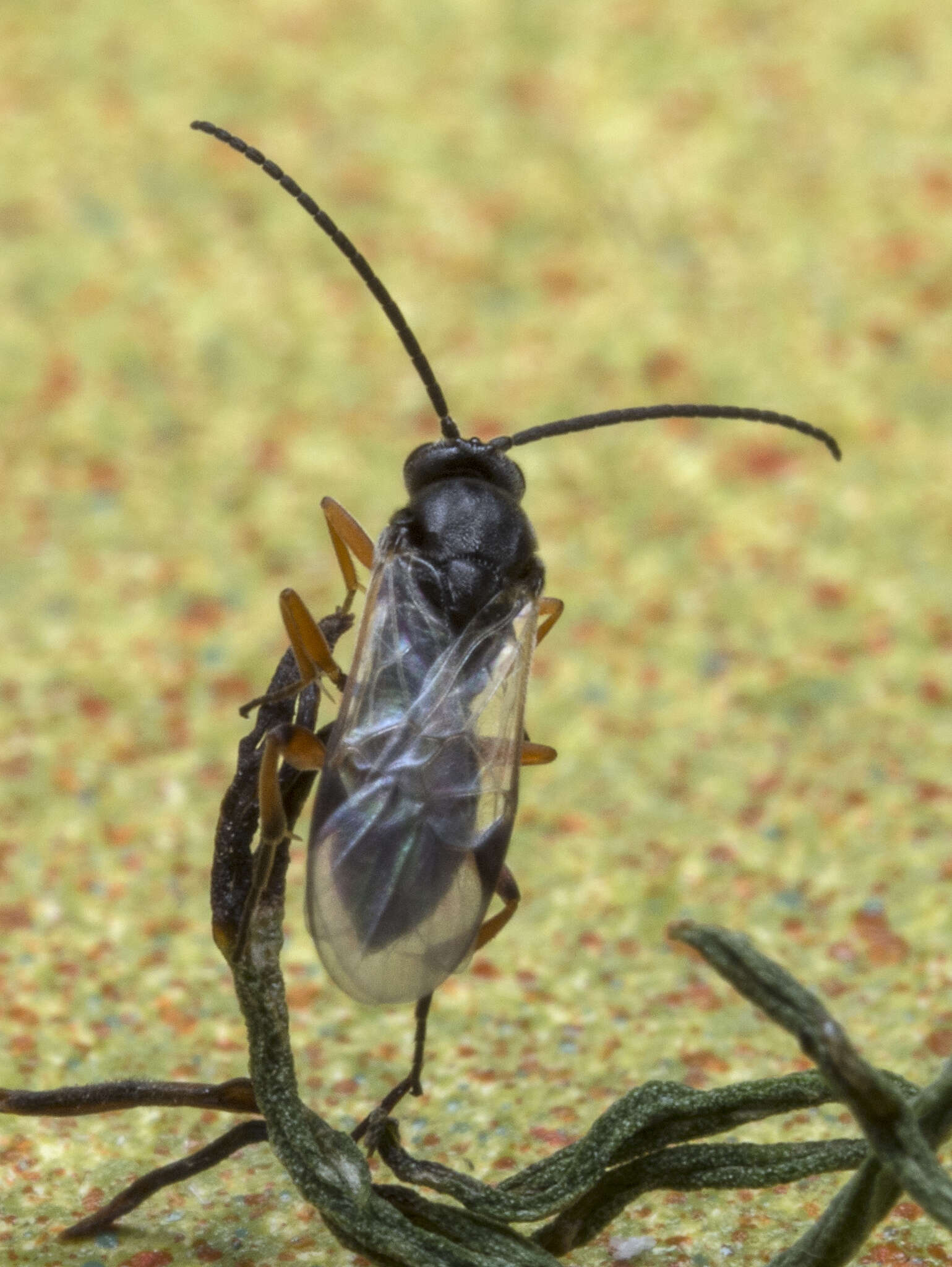 Image of Cotesia lunata (Packard 1881)