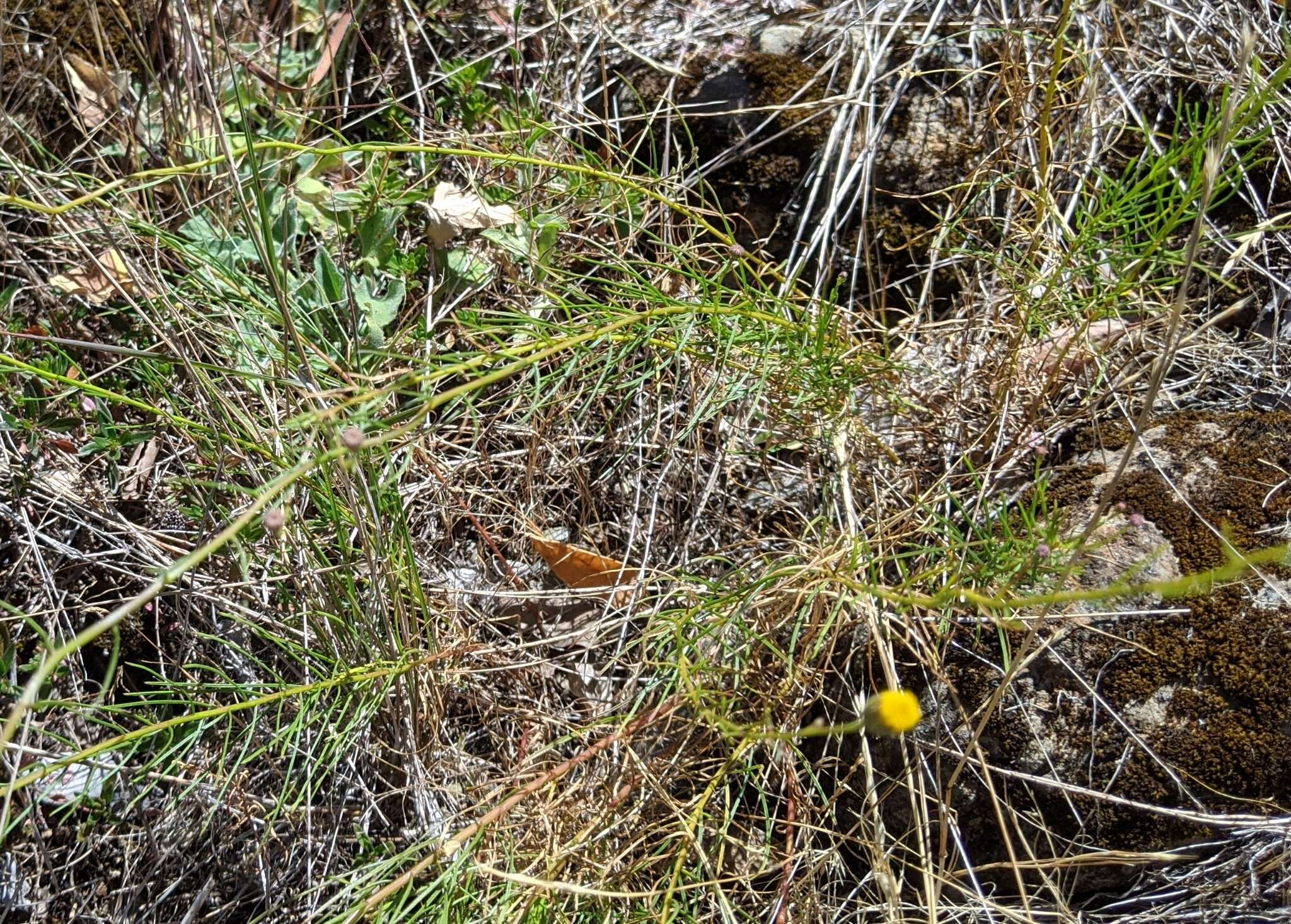 صورة Erigeron reductus var. angustatus (A. Gray) G. L. Nesom