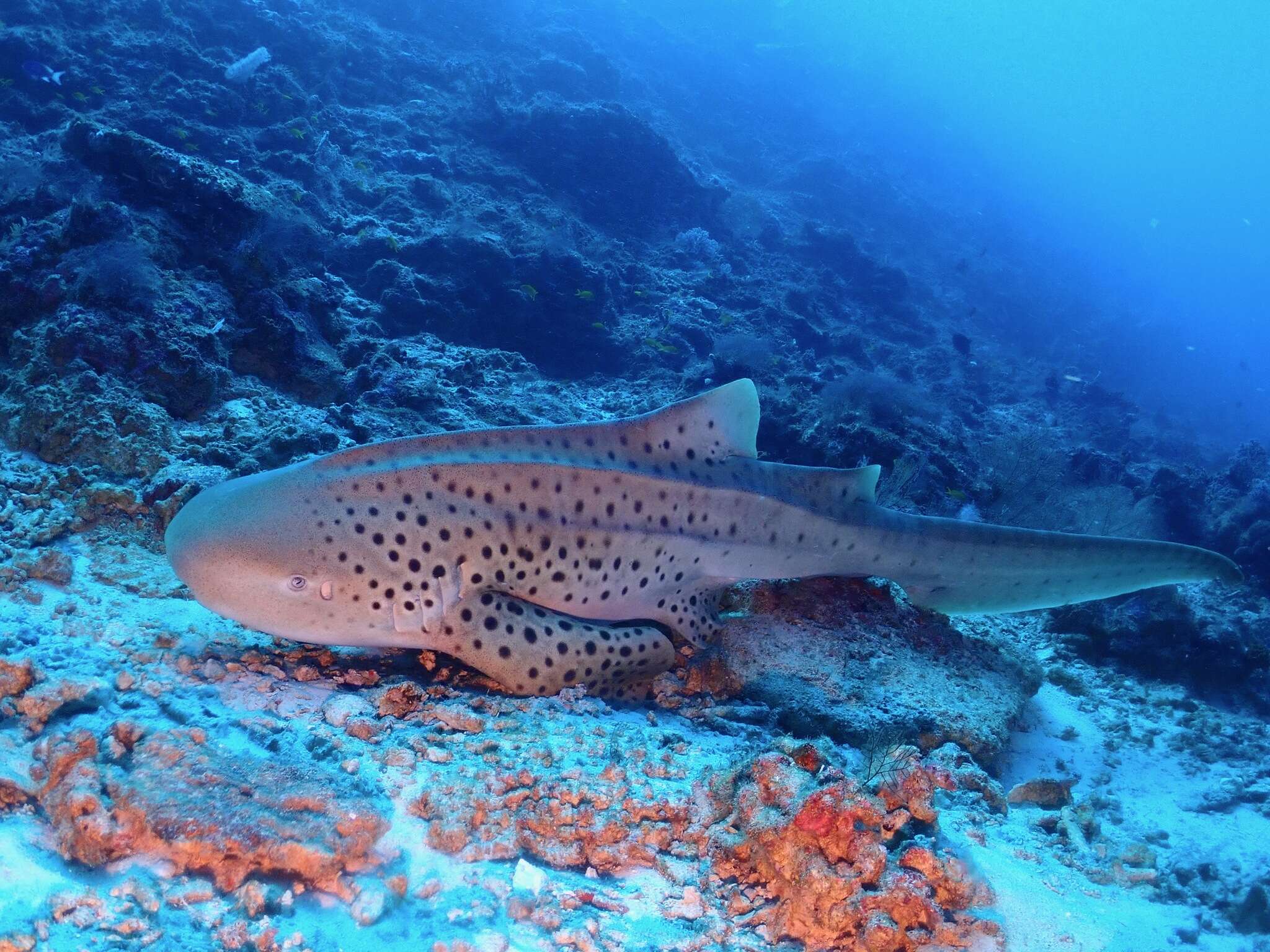 Image of Stegostoma tigrinum (Forster 1781)