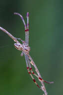 Image of Swift Crab Spider