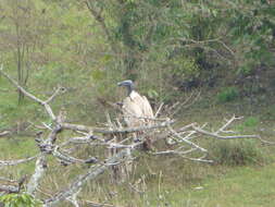 Image of Slender-billed Vulture