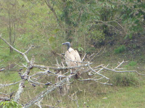 Image of Slender-billed Vulture