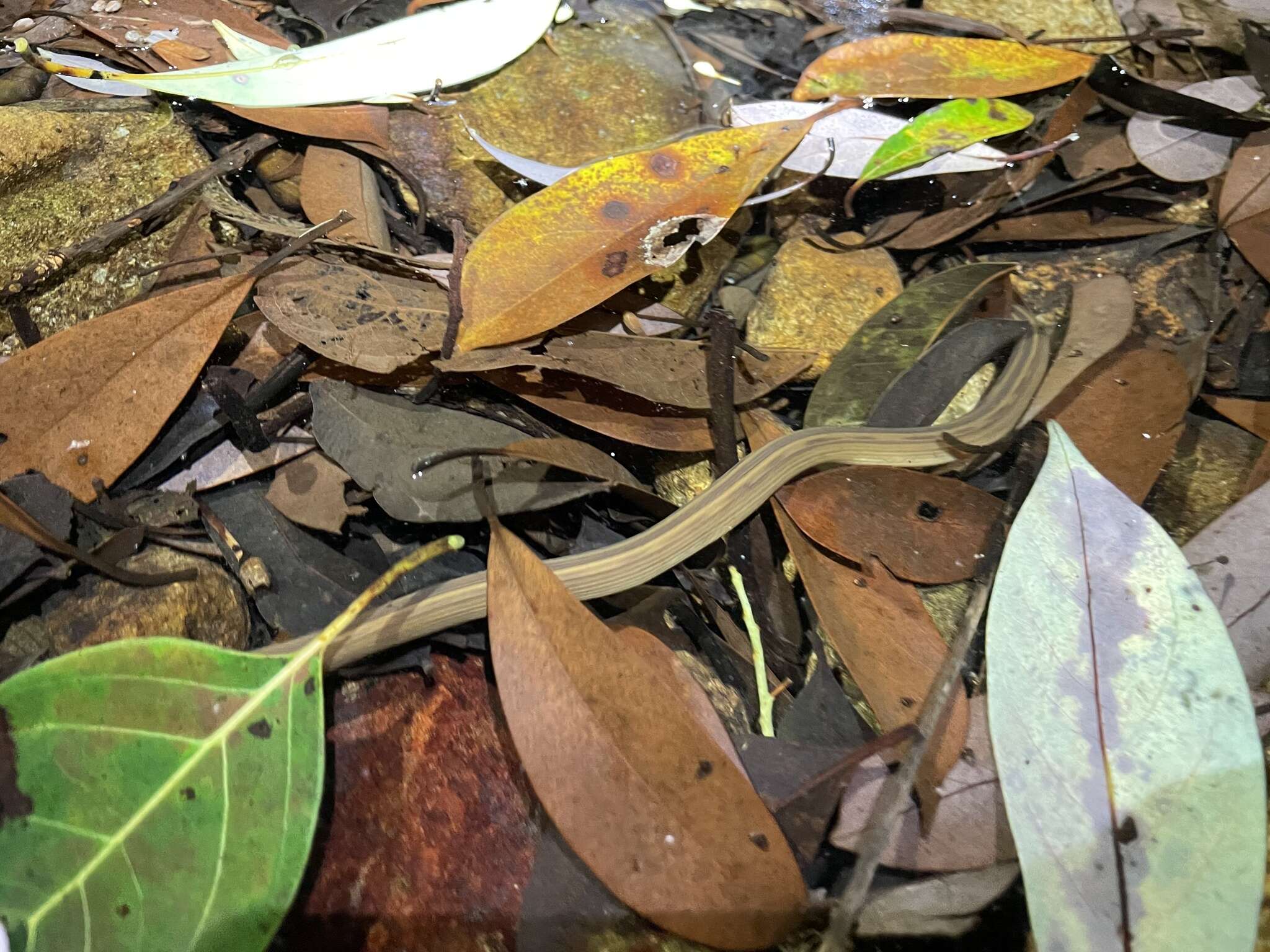 Plancia ëd Opisthotropis kuatunensis Pope 1928