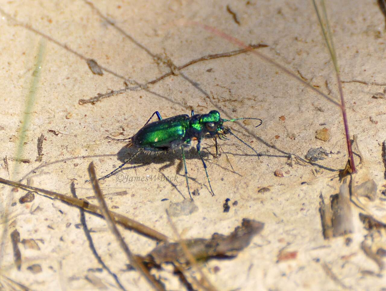 Image of Six Spotted Tiger Beetle