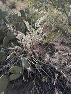 Image of Texas shrub